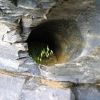  :  T     <br>Yoho National Park: Spiral Tunnels & Burgess Shale
